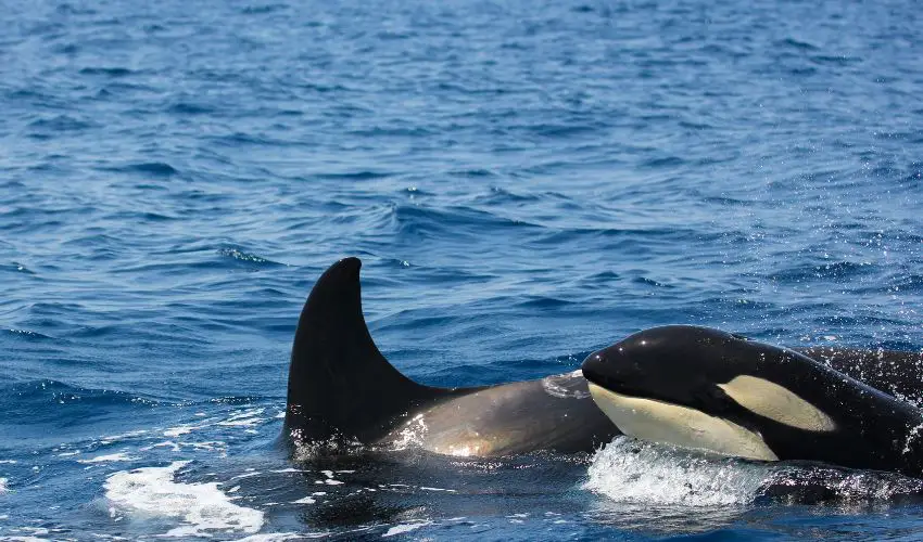 Best Time to See Orcas in Alaska