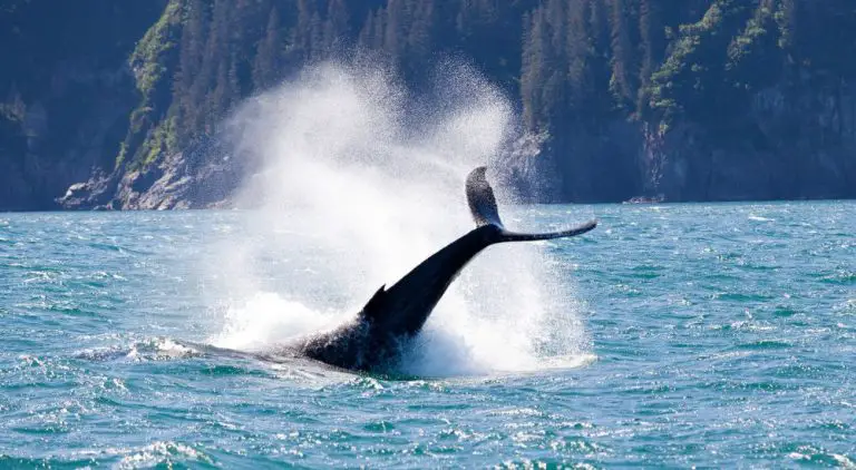 Best Time to Visit Alaska to See Whales (Don’t Miss To See)