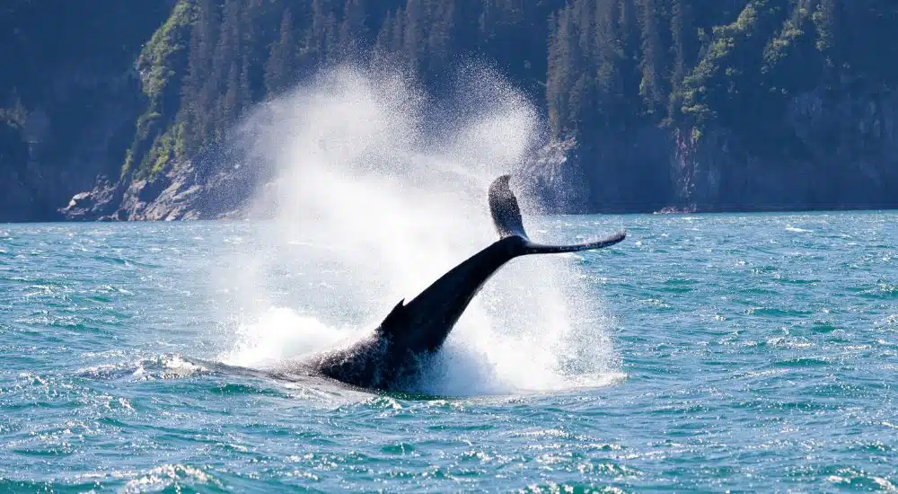 Best Time to Visit Alaska to See Whales