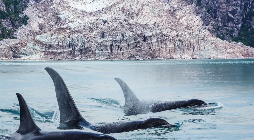 can you see whales in Alaska in September