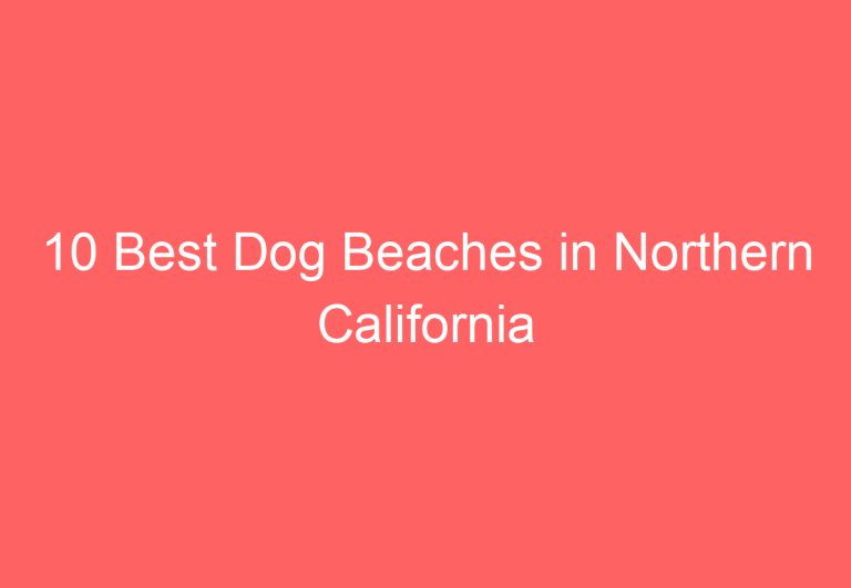 10 Best Dog Beaches in Northern California