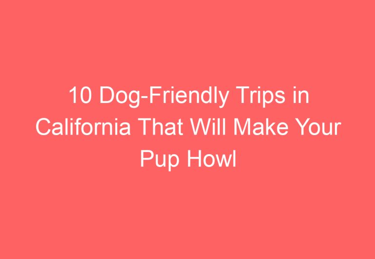 10 Dog-Friendly Trips in California That Will Make Your Pup Howl