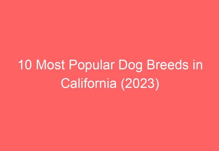 10 Most Popular Dog Breeds in California (2023)