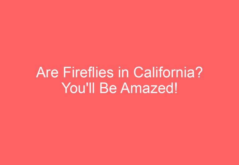 Are Fireflies in California? You’ll Be Amazed!
