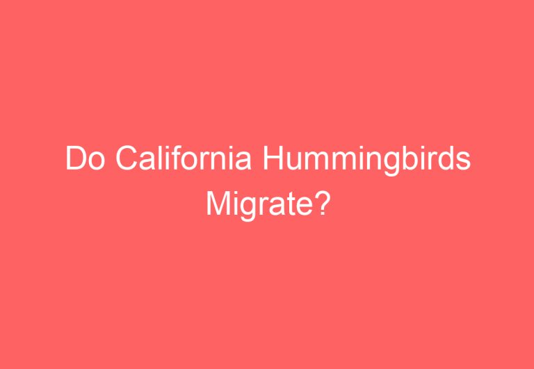 Do California Hummingbirds Migrate?