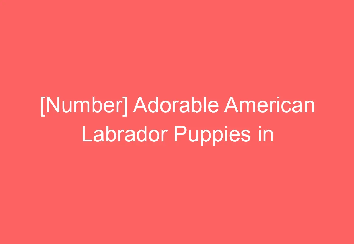 Labrador Puppies California