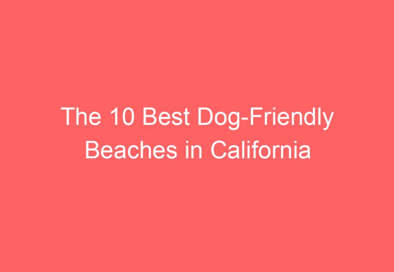 The 10 Best Dog-Friendly Beaches in California