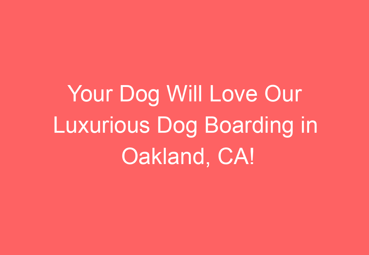 Your Dog Will Love Our Luxurious Dog Boarding in Oakland, CA