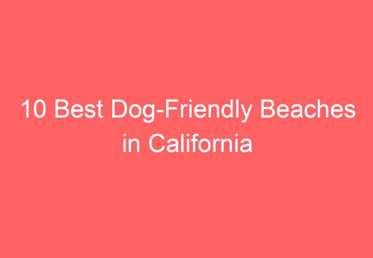 10 Best Dog-Friendly Beaches in California